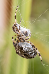 Spinne wickelt ihre Beute ein, Nahaufnahme