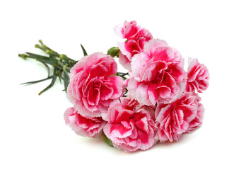 Obraz premium Decorative pink carnation flowers 