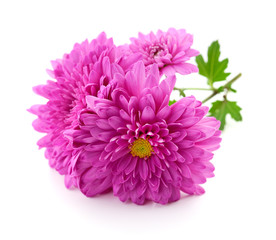 Chrysanthemums on white.