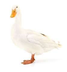 Duck on white.