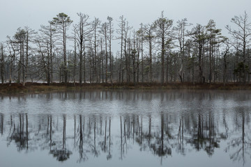 The boggy lake in the wood. Cloudy evening late fall. Not big fog, reflection of trees in water. Latvia, "Cenas tirelis"