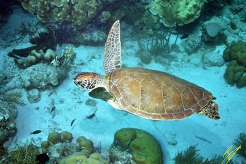 Obraz na płótnie Canvas sea turtel 