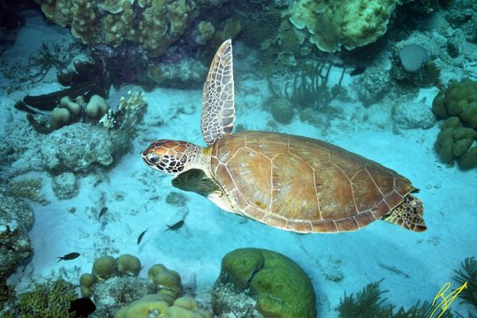 sea turtel 