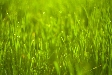 Fototapeta premium Zielona trawa i krople porannej rosy