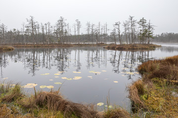 The boggy lake in the wood. Cloudy evening late fall. Not big fog, reflection of trees in water. Latvia, 