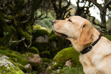 Labrador retriever