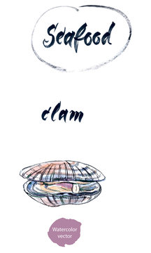 Opened clam, watercolor hand drawn vector illustration