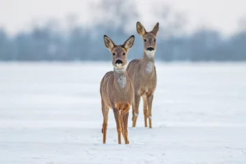 Fototapeten Rehe Capreolus Capreolus im Winter. Reh- und Rehkitz auf Schnee. Alarmieren Sie süße wilde Tiere, die nach vorne schauen. © WildMedia