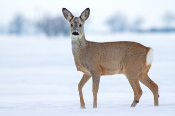 Naklejka na ściany i meble Roe deer Capreolus capreolus in winter. Roe deer with snowy background. Wild animal with snowy trees on background.