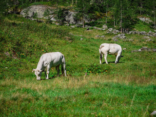 Alpine Cows in Natural Park of Alta Valle Antrona