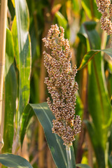 sorgo