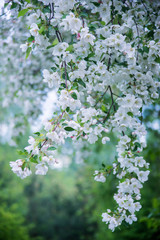Blooming apple tree in spring time.