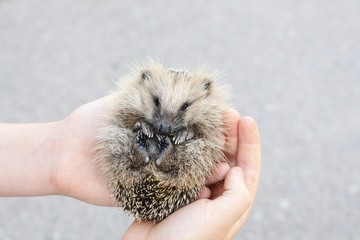 European hedgehog cub © Henri Koskinen