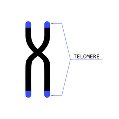 telomere end of chromosome