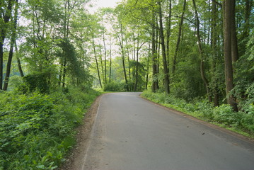 droga przez las © Pawel