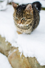 A little cat walks in the fresh air and snow