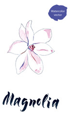Flower of magnolia, watercolor hand drawn vector illustration