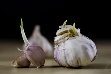 Sprouting cloves of garlic on a wooden table. Garlic with young sprouts.
