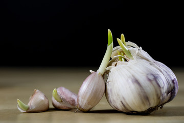 Sprouting cloves of garlic on a wooden table. Garlic with young sprouts.