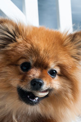 The vertical view of pomeranian spitz is laying on the white plaid and eating delicacy. Concept...