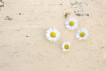 Fototapeta na wymiar daisies on the vintage background
