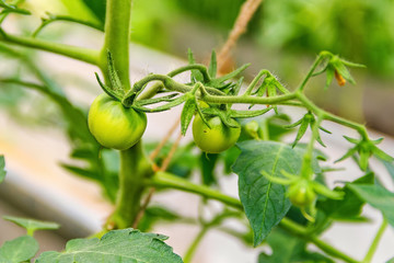 A cluster of young immature tomatoes on a branch. Close-up. Garden. Summer. harvest