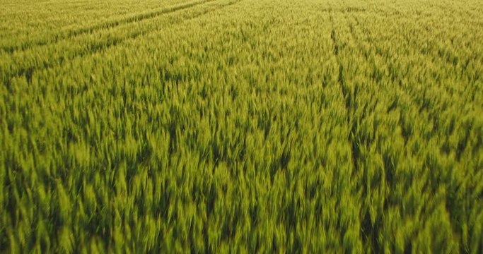 Aerial shot of a green field of wheat
