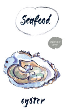 Oyster, watercolor hand drawn vector illustration