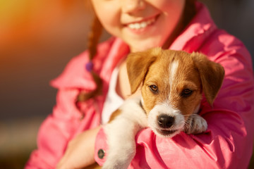 Jack Russell terrier dog jumping, on a field with green grass in the forest. Girl play with dog.