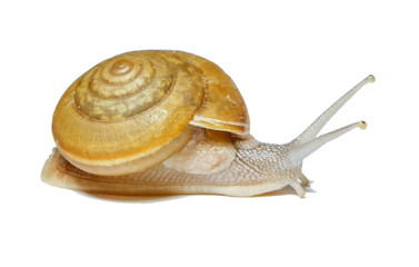 Snail clipping path on white background