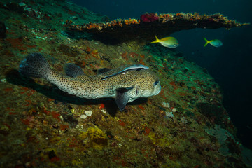Puffer