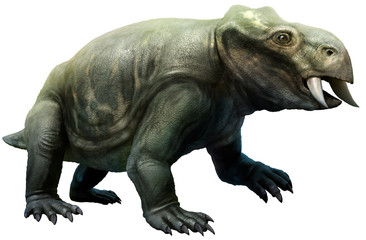 Obraz premium placerias