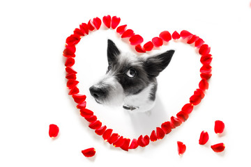 Fototapeta na wymiar happy valentines dog