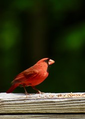 Male cardinal on old weathered wood