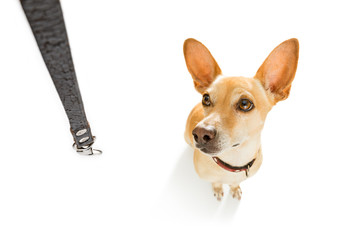 dog   with leash waits for a walk