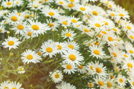 Blooming tender daisies in the summer time in a sunny weather