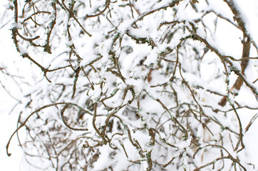 tangle of branches on snow background