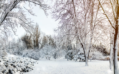 First snow in the city park with trees trees under fresh snow at sunrise