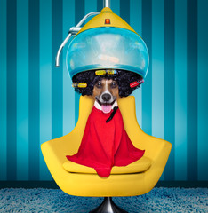 dog at the  hairdressers or groomer