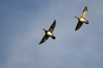 Pair of Wood Ducks Flying in a Cloudy Blue Sky