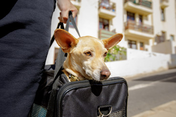 dog in transport box or bag ready to travel