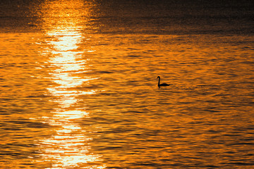 Schwan im Wasser bei Sonnenaufgang, Silhouette