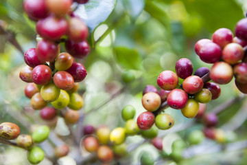 Fruit of the Coffee Tree