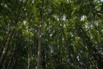 Buchenwald, Bäume mit Blätterdach