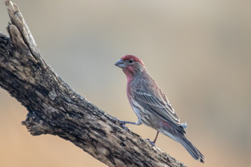 Adult Male House Finch perched on a branch