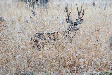 Large and beautiful muledeer buck hiding in the grass in autumn