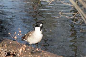 Canada Goose Preening While Standing by Water