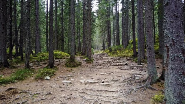 A view of a mountain stream that flows down a slope of stones with wooden logs