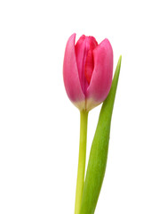 Purple tulips isolated on a pure white background 