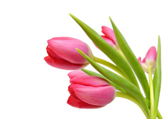 Purple tulips isolated on a pure white background 